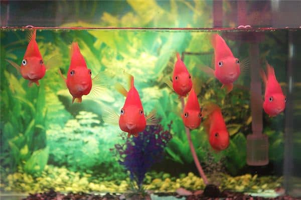 梦见鱼缸破了是什么意思