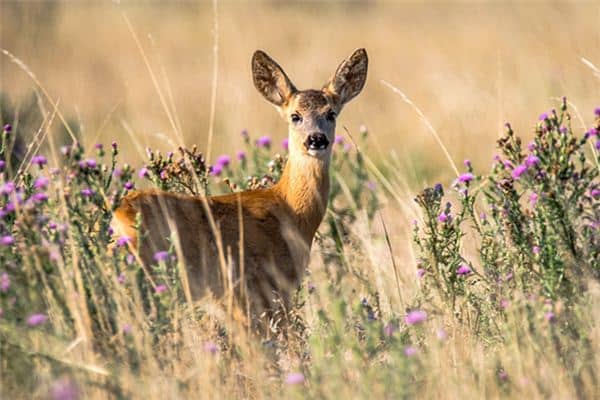 梦见鹿和我闹是什么意思 梦见鹿和我闹是什么意思