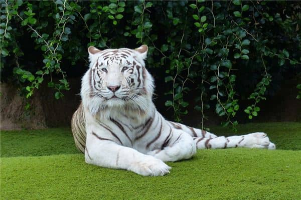 梦见老虎吃人是什么意思 梦见老虎吃人是什么意思