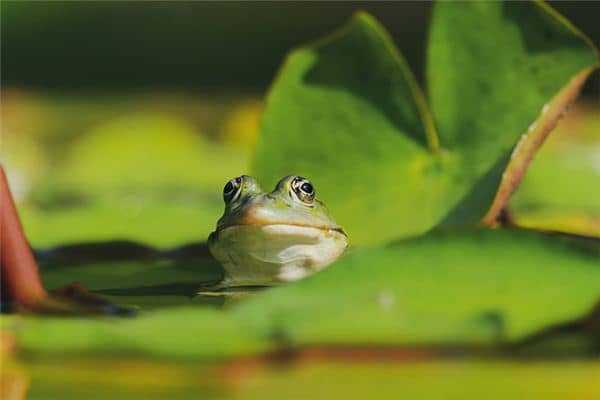 梦见无头青蛙是什么意思 梦见无头青蛙是什么意思