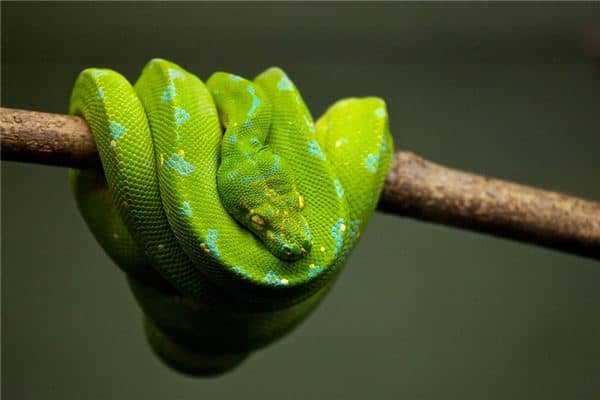 梦见蟒蛇追我是什么预兆 梦见蟒蛇追我是什么预兆