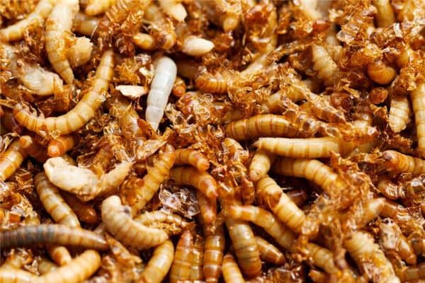 梦见厕所里的蛆虫 梦见厕所里的蛆虫