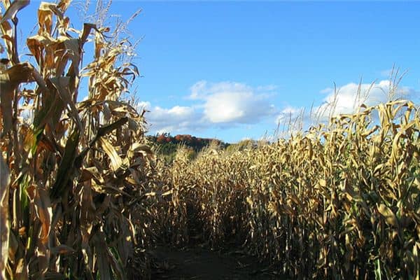 梦见割玉米杆是什么意思 梦见割玉米杆是什么意思