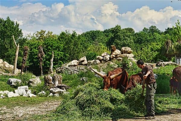 梦见割草喂牛 梦见割草喂牛