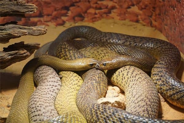 梦见两条死蛇是什么意思