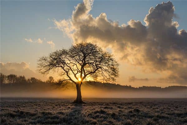 梦见别人放树是什么意思 梦见别人放树是什么意思