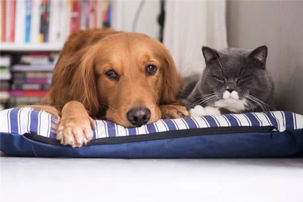 梦见各种动物是什么意思 梦见各种动物是什么意思