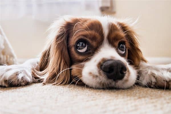 梦见拿刀砍狗是什么意思 梦见拿刀砍狗是什么意思