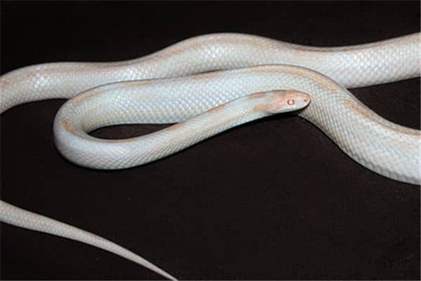 梦见白蛇追我是什么意思 梦见白蛇追我是什么意思