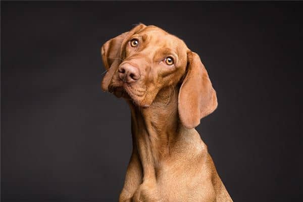 梦见凶狗棕色是什么意思 梦见凶狗棕色是什么意思