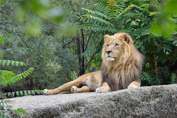 梦见老虎和狮子 梦见老虎和狮子