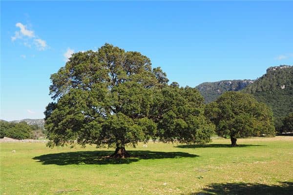 梦见香樟树倒是什么意思 梦见香樟树倒是什么意思