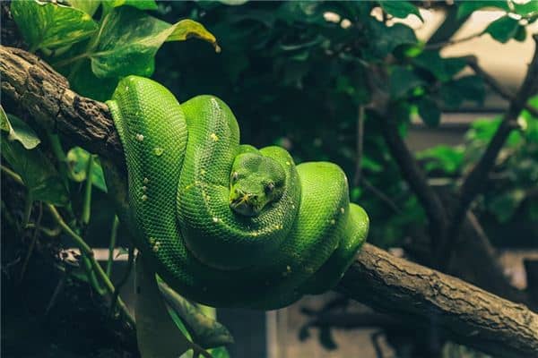 梦见蛇在树上是什么意思 梦见蛇在树上是什么意思