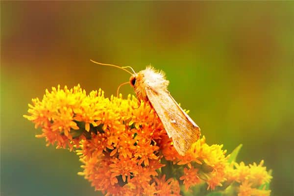 梦见飞蛾缠身是什么意思 梦见飞蛾缠身是什么意思