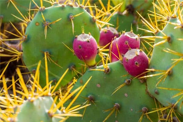 梦见手被刺扎是什么意思