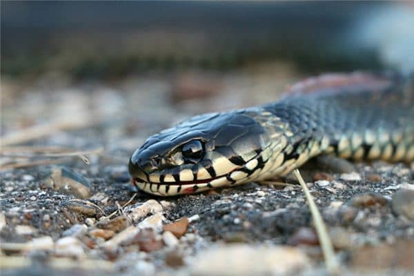 做梦梦到被蛇咬到脚 做梦梦到被蛇咬到脚