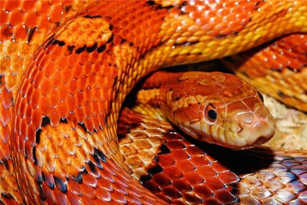 梦见大蛇追我是什么意思 梦见大蛇追我是什么意思