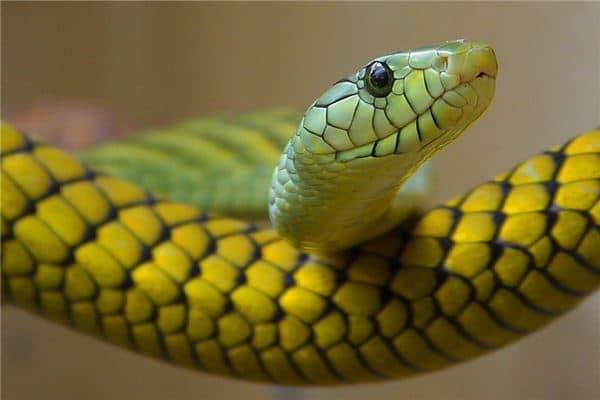 梦见跟蛇打架是什么意思 梦见跟蛇打架是什么意思