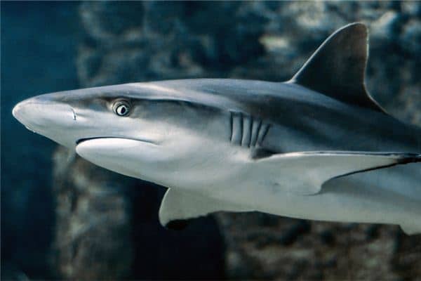 梦见鱼咬别人是什么意思 梦见鱼咬别人是什么意思