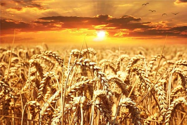 梦见很多粮食是什么意思 梦见很多粮食是什么意思