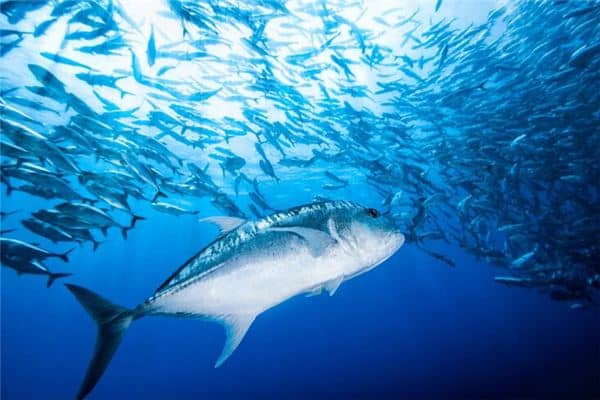 梦到大鱼吃小鱼 梦到大鱼吃小鱼