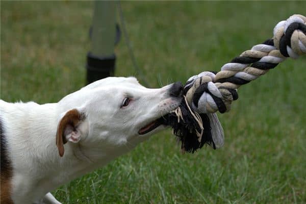 梦见动物咬我 梦见动物咬我