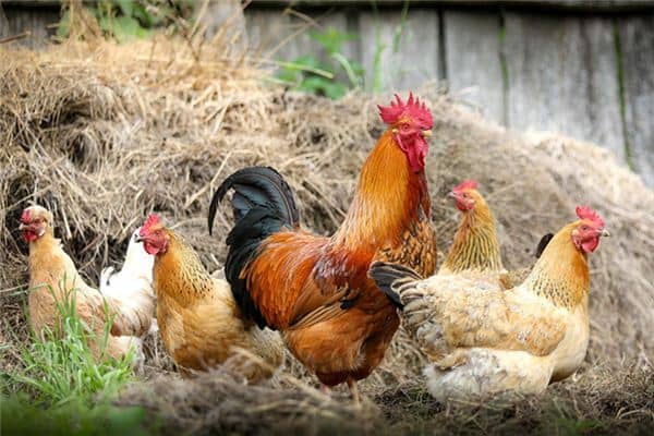 梦见踩到鸡屎是什么意思 梦见踩到鸡屎是什么意思