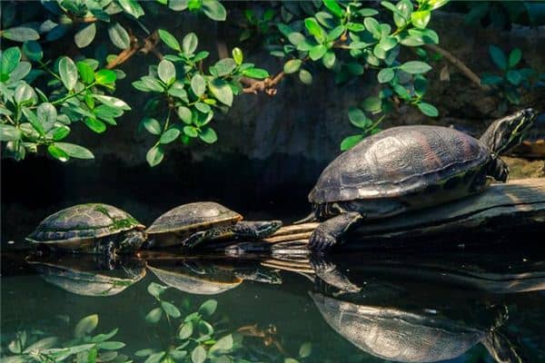 梦见钓到乌龟是什么意思 梦见钓到乌龟是什么意思
