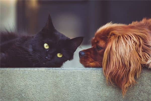 梦见狗和猫同时出现 梦见狗和猫同时出现