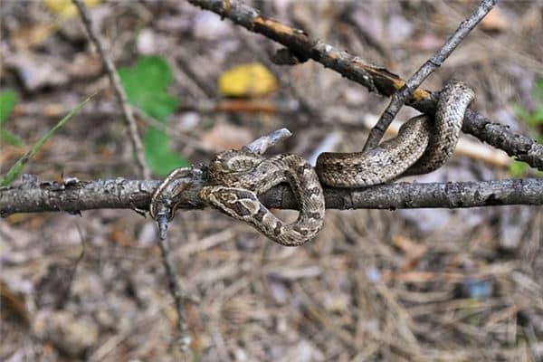 梦见一条大蛇追我
