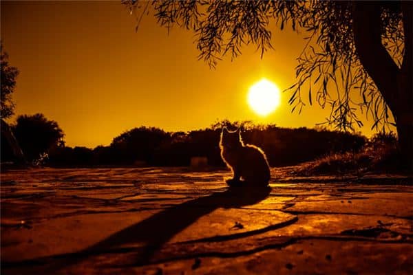 梦见夕阳美景是什么意思 梦见夕阳美景是什么意思