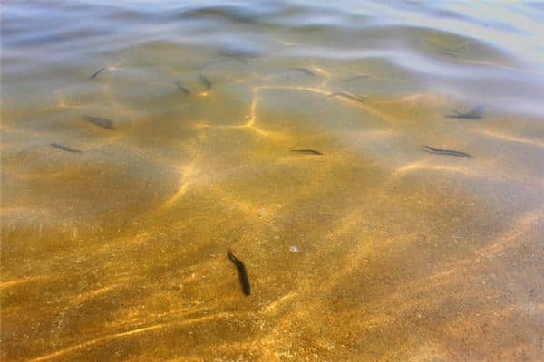 梦见很多泥鳅是什么意思 梦见很多泥鳅是什么意思