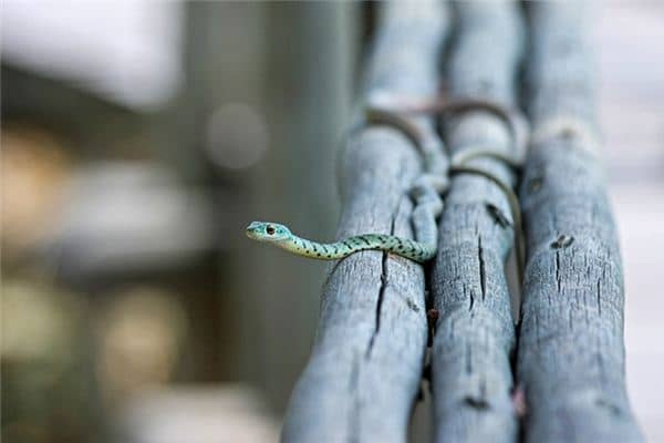 梦见蛇变老鼠是什么意思 梦见蛇变老鼠是什么意思