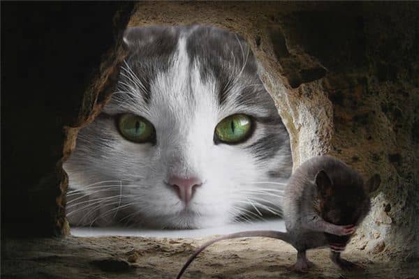 梦见躲在洞里是什么意思 梦见躲在洞里是什么意思