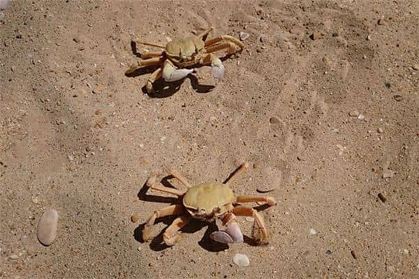 梦见好多螃蟹满地爬 梦见好多螃蟹满地爬