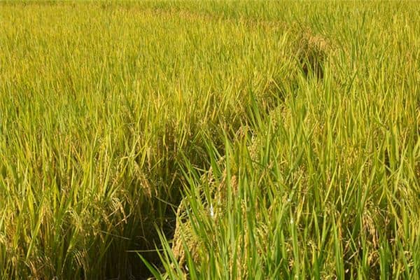 梦见谷子熟了是什么意思 梦见谷子熟了是什么意思