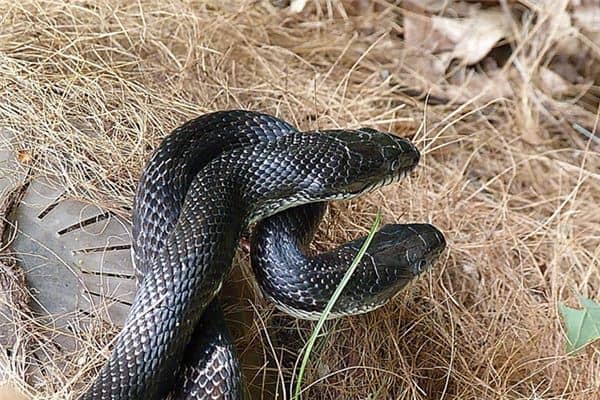 梦见蛇交配有是什么意思 梦见蛇交配有是什么意思
