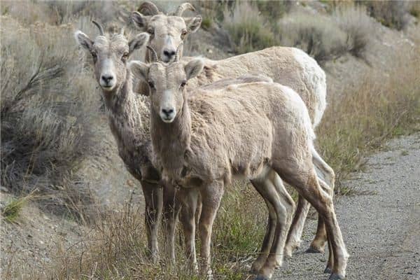 梦见被羊咬了是什么意思 梦见被羊咬了是什么意思