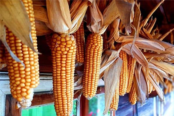 梦到玉米棒子 梦到玉米棒子