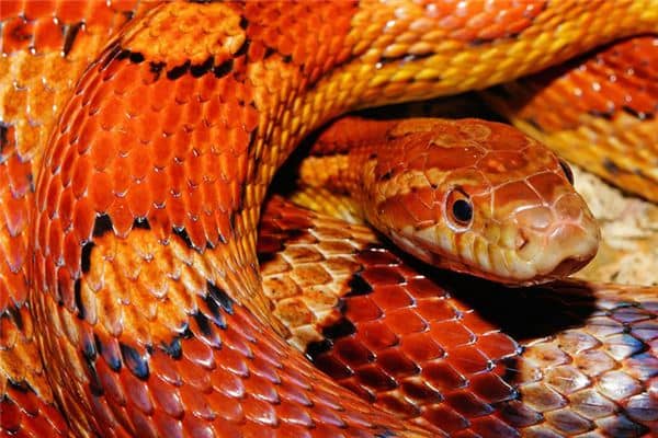 梦到孩子被蛇咬 梦到孩子被蛇咬