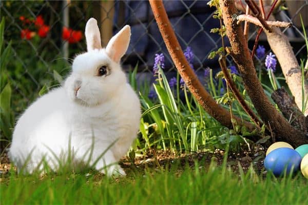 梦见兔子咬我是什么意思 梦见兔子咬我是什么意思