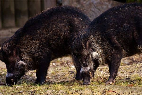 梦见被野猪咬是什么意思 梦见被野猪咬是什么意思