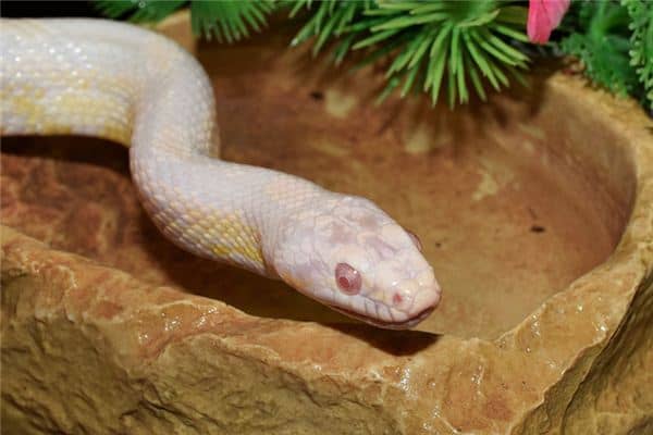 梦见白色的蛇是什么意思 梦见白色的蛇是什么意思