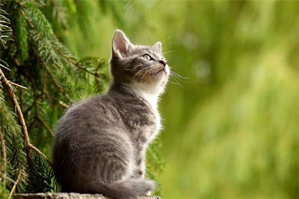 梦见猫和狐狸是什么意思 梦见猫和狐狸是什么意思