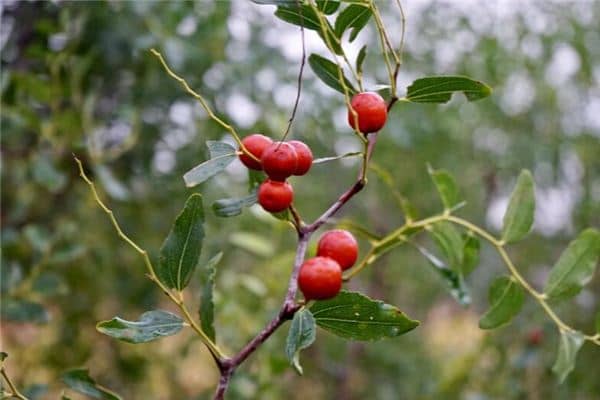 梦见酸枣树扎是什么意思 梦见酸枣树扎是什么意思