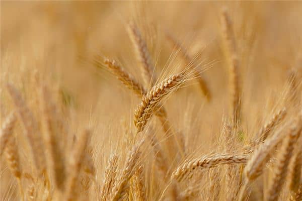 梦见一大堆小麦粒