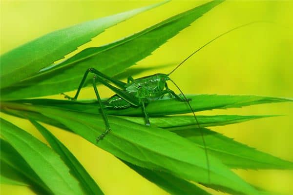 梦见蚂蚱吃虫是什么意思 梦见蚂蚱吃虫是什么意思