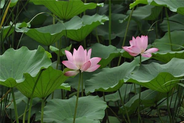 梦见荷叶池塘是什么意思 梦见荷叶池塘是什么意思