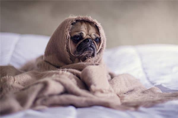 梦到养了一只狗 梦到养了一只狗