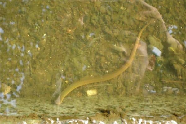 梦见好多黄鳝是什么意思 梦见好多黄鳝是什么意思